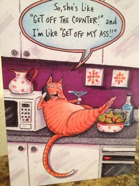 funny cat cartoon meme - So, she's "Get Off The Counter!" and I'm "Get Off My Ass!!"