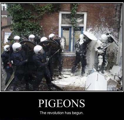 funny cops - Pigeons The revolution has begun.