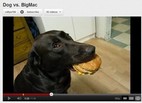 youtube all food needs to go to the lab - Dog vs. BigMac cdfps750 Subscribe 35 videos 0.25 360p