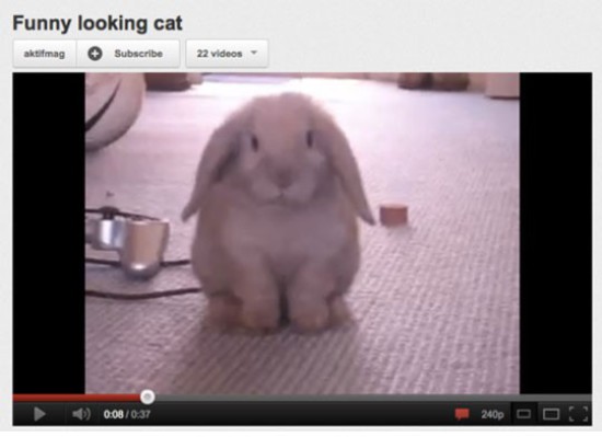 youtube photo caption - Funny looking cat aktifmag S ubscribe 22 videos 6 2400 Ooo