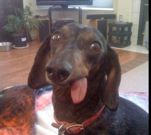 Dogs Making Goofy Faces