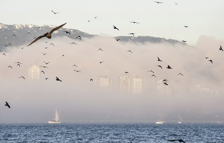 A flock of bird flies through the fog in front of the Vancouver city skyline