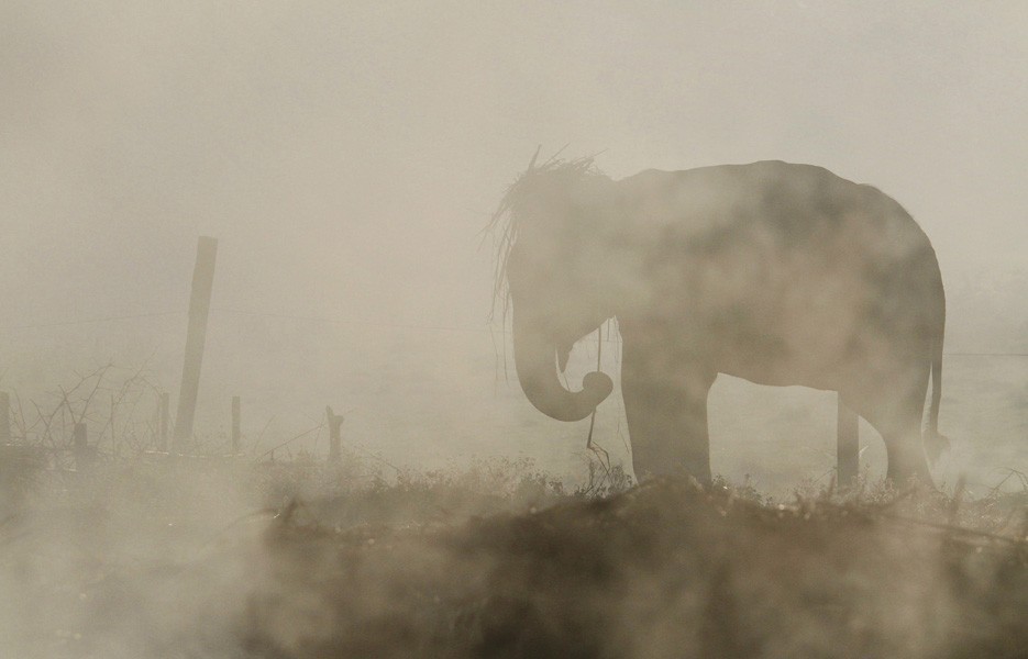 An elephant rests in the dense fog in early morning in Sauraha, Chitwan, 106 miles from Katmandu, Nepal.