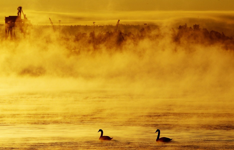 Two swans swim move across the water during a spell of frosty fog in the Oslo fjord in Norway.