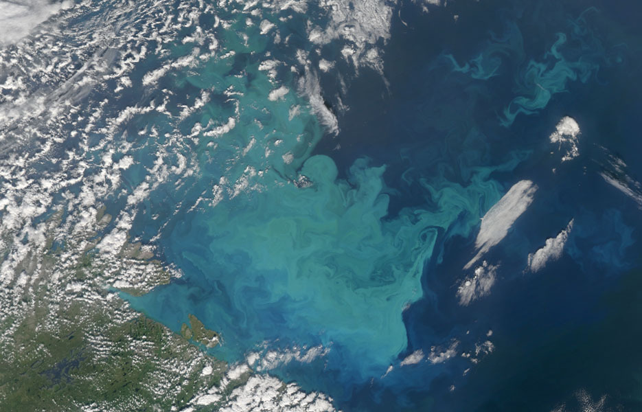 When NASA's Aqua satellite captured this image of the Barents Sea northwest of Russia in 2009, the ocean was in the midst of a phytoplankton bloom.