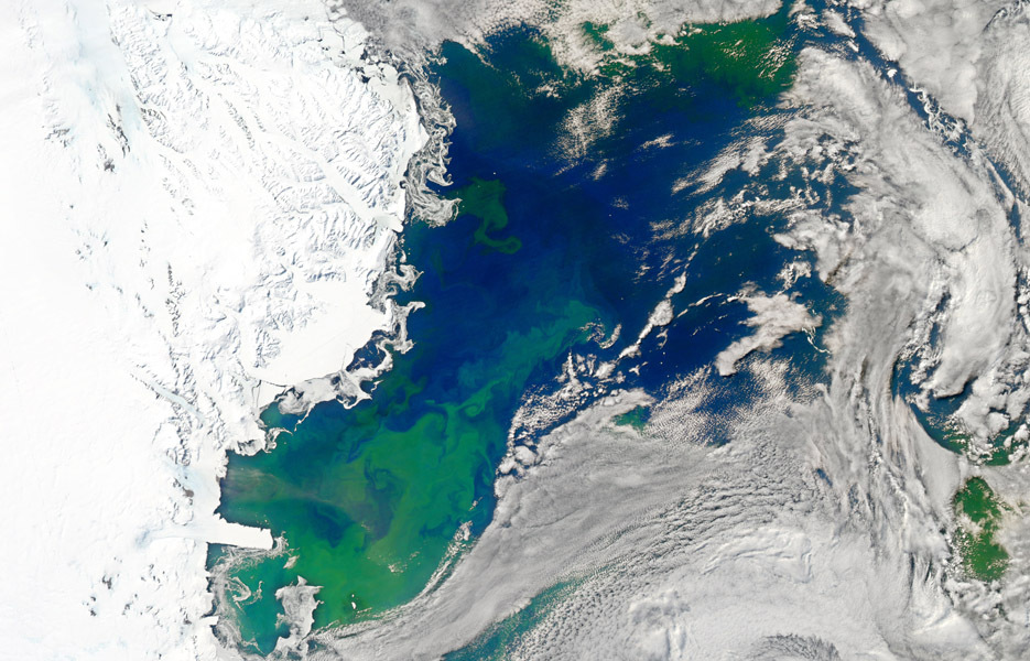 The Ross Sea in Antarctica is abloom with vibrant life in this image captured by NASA's Aqua satellite in January 2011.