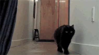 Funny And Cool Gifs