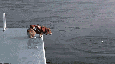 Funny And Cool Gifs