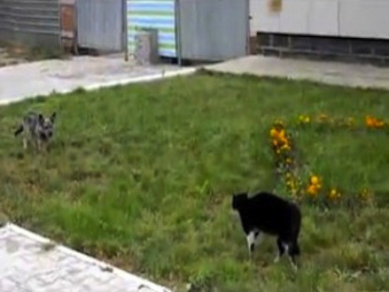 cats vs dogs tense scene