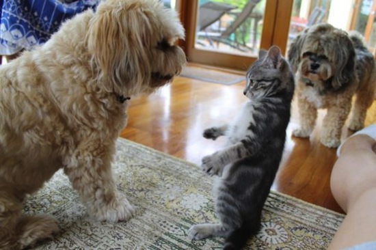 cats vs dogs cat standing up to dogs