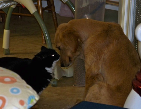 cats vs dogs pet staredown