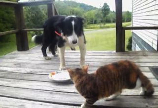 cats vs dogs border collie