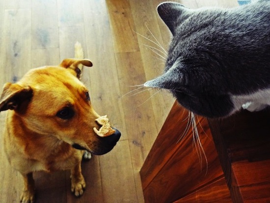 cats vs dogs snout