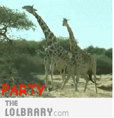 Party Hard Gifs