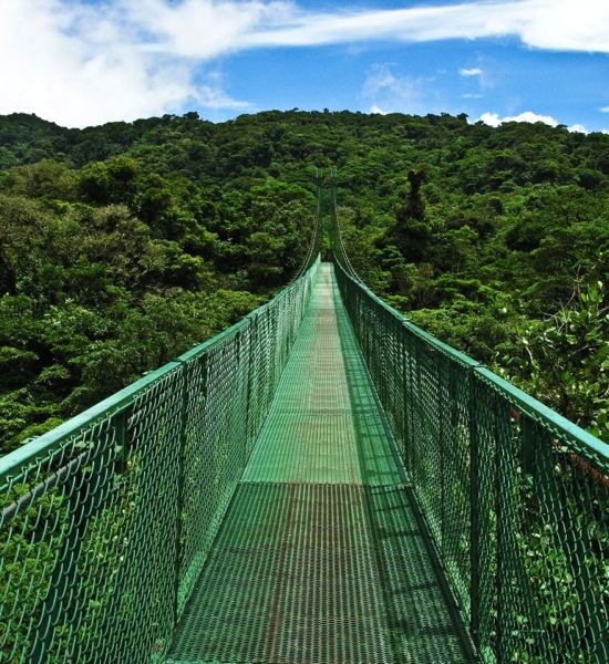 The Costa Rican rainforest canopy from a Skywalk tour.