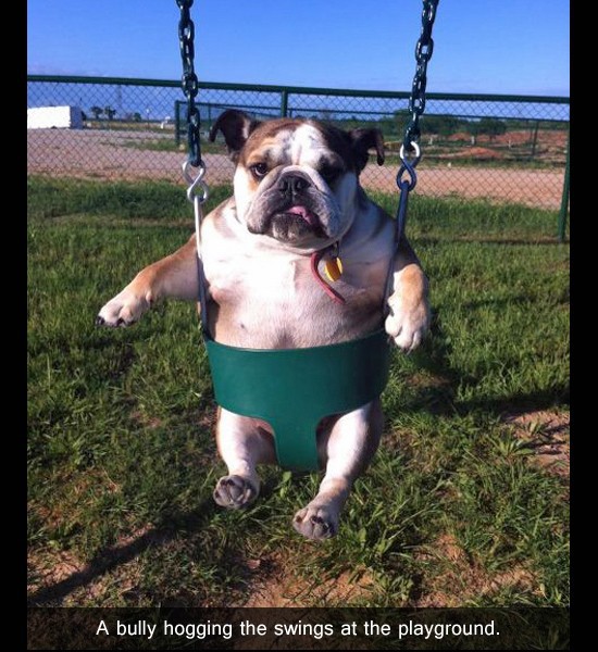 english bulldog love meme - A bully hogging the swings at the playground.