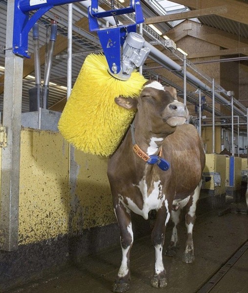 cow wash -