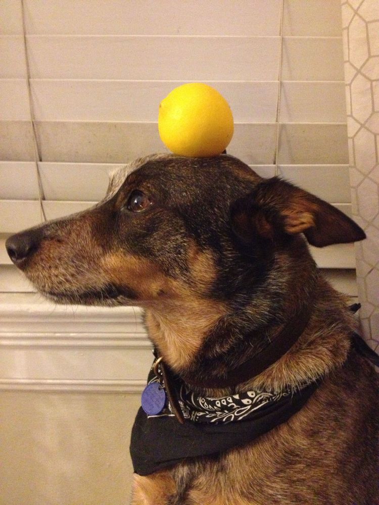 Jack The Balancing Dog