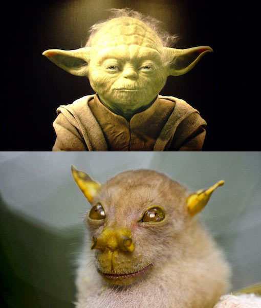 Animals That Look Like Star Wars Characters