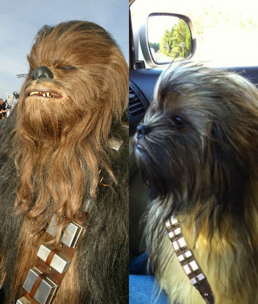Animals That Look Like Star Wars Characters