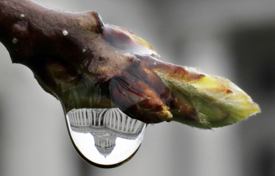 The Wisconsin State Capitol is reflected through a water droplet on a tree in bud on a cold, rainy morning in Madison, Wis