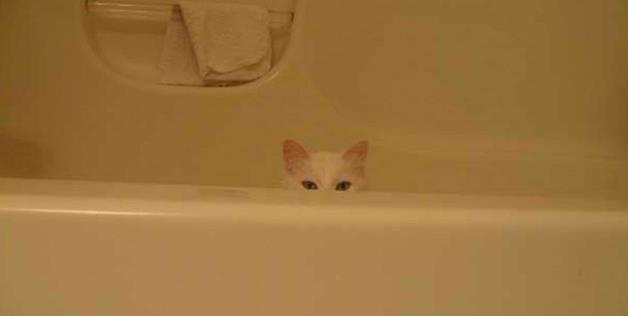 A cat in stealth mode.
