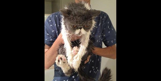 A cat's reaction to getting wet.