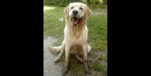 A dog's reaction to getting wet.