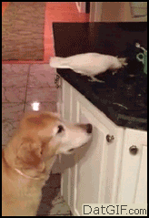A dog's relationship with birds.
