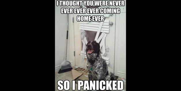 What a dog is thinking when you're away.
