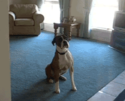 Dog's reaction to a walk.