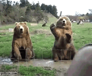 Funny Bear Gifs
