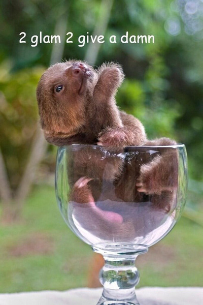 cutest baby sloths - 2 glam 2 give a damn
