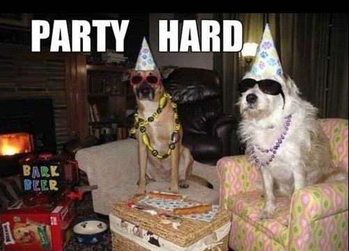 wild dog party - Party Hard Bark Beeb