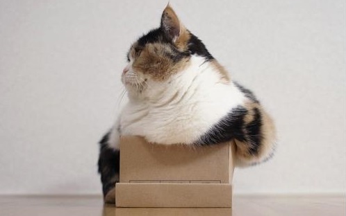 cute cats in boxes with fat cat in box