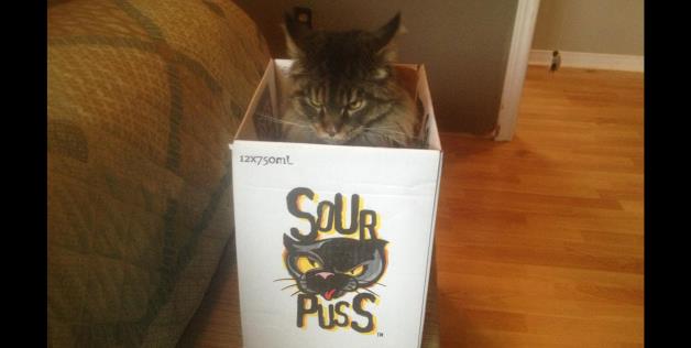 cute cats in boxes with sour puss cat - 12x7somt