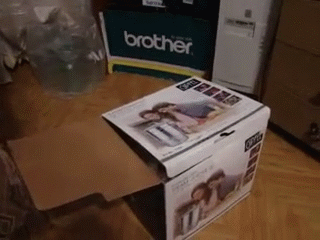 cute cats in boxes with schrodinger's cat funny gif - brother