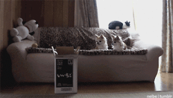 cute cats in boxes with best animal fail gifs