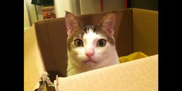 cute cats in boxes with whiskers