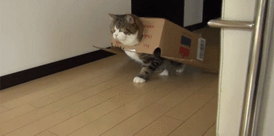 cute cats in boxes with cat in a box gif