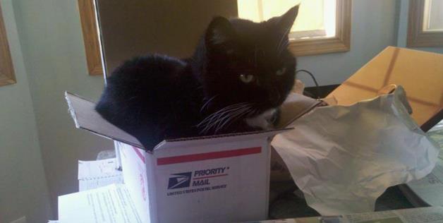 cute cats in boxes with black cat - Priority Mail