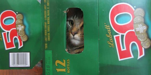 cute cats in boxes with pet - G18 Thymcgraithening Company La Lattere Satili Edmontol, Toronto, Intreal, Alfal, Sijoit Bottles Labatt 50