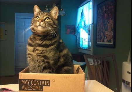 cute cats in boxes with awesome cat - May Contain Awesome.