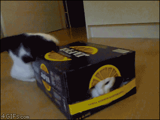 cute cats in boxes with cute jokes funny - 4GIFS.com