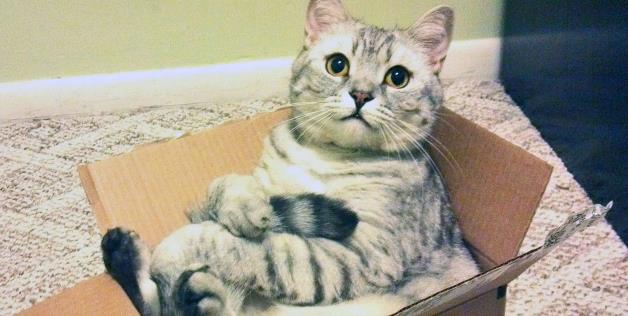 cute cats in boxes with cat in a cardboard box