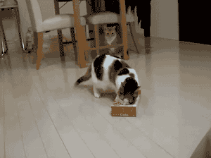 cute cats in boxes with funny cat box gif