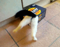 cute cats in boxes with funny cats gif