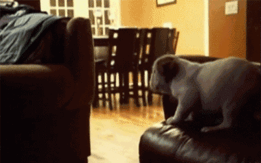 Super Animal Crime Fighters In Gifs And Pictures