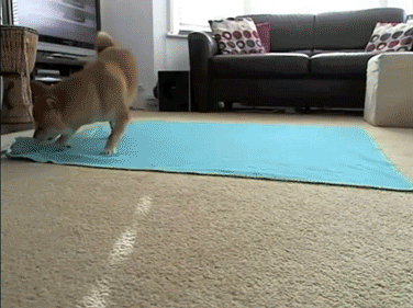 Super Animal Crime Fighters In Gifs And Pictures