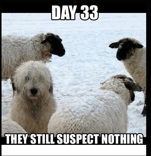 They Still Suspect Nothing